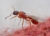 Myrmica sp.